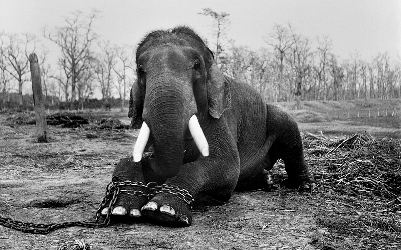 11 bức hình ám ảnh về lời kêu cứu của tự nhiên và động vật hoang dã