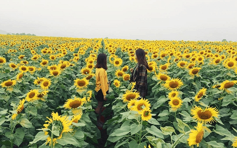 5 loài hoa đại diện cho sắc trời Đà Lạt trong tháng 12