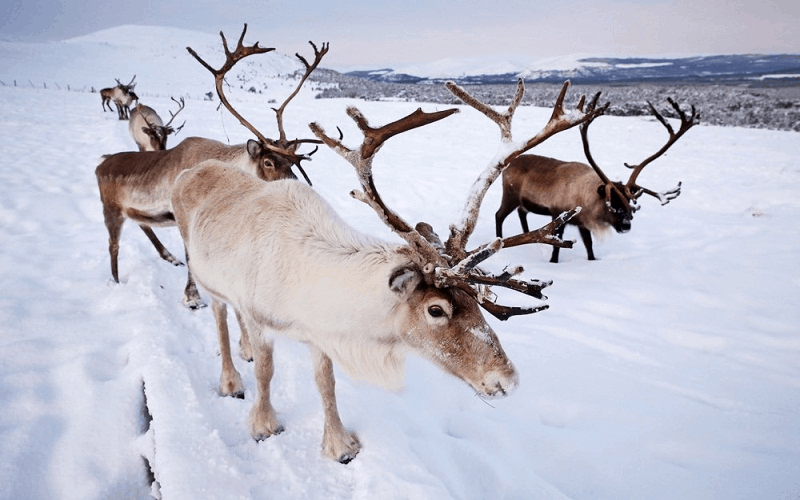 wanderlust tips den scotland tham nhung nguoi ban cua ong gia noel 1