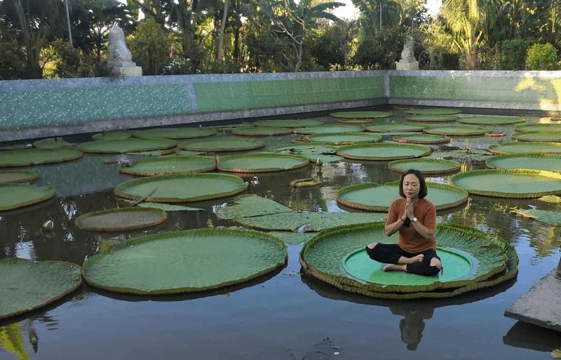 Khám phá loài sen lạ có thể "cõng" người ở chùa Phước Kiển, Đồng Tháp 5 wanderlust tips kham pha loai sen la co the cong nguoi o chua phuoc kien dong thap 0