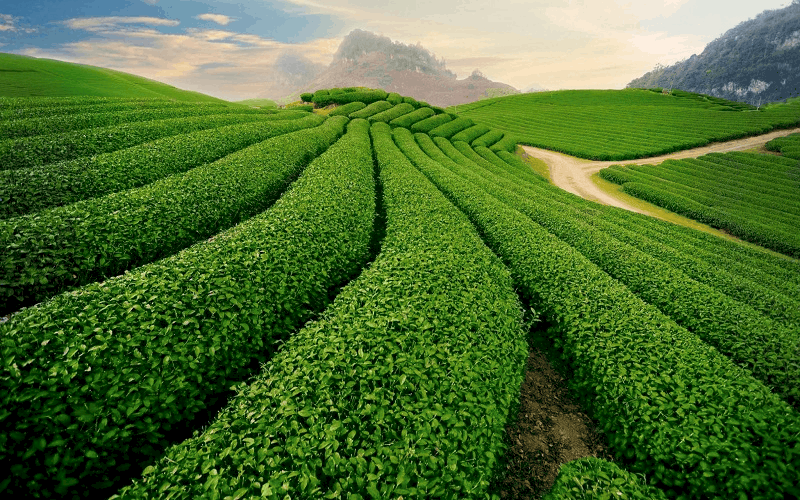 Mở tour du lịch trải nghiệm sản xuất tơ lụa, trà miễn phí ở Lâm Đồng Mở tour du lịch trải nghiệm sản xuất tơ lụa, trà miễn phí ở Lâm Đồng