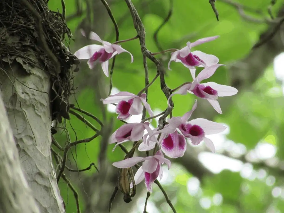 wanderlust tips 8 diem du lich dak Lak khong the bo qua vao buoi chieu16