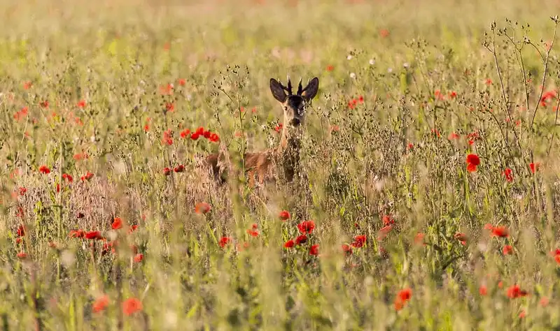 wanderlust tips chiem nguong nhung hinh anh dep nhu co tich o romania 6