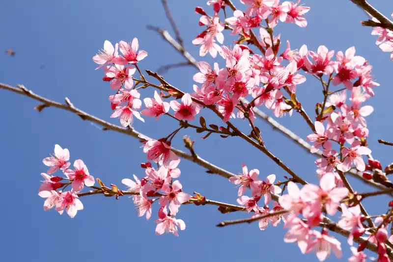 Mê đắm vẻ đẹp lãng mạn của hoa mai anh đào ở Đà Lạt 6 wanderlust tips dam ve dep lang man cua hoa mai anh dao o da lat 3