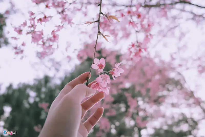 Mê đắm vẻ đẹp lãng mạn của hoa mai anh đào ở Đà Lạt 10 wanderlust tips dam ve dep lang man cua hoa mai anh dao o da lat 4