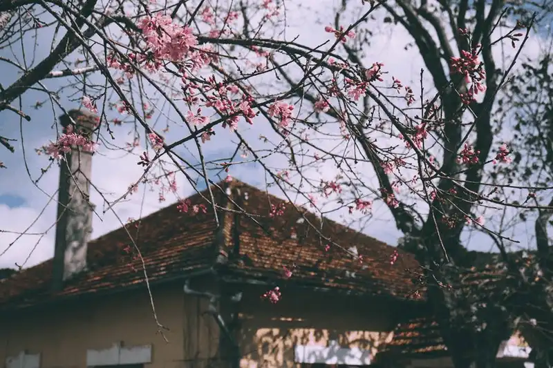 Mê đắm vẻ đẹp lãng mạn của hoa mai anh đào ở Đà Lạt 9 wanderlust tips dam ve dep lang man cua hoa mai anh dao o da lat 6