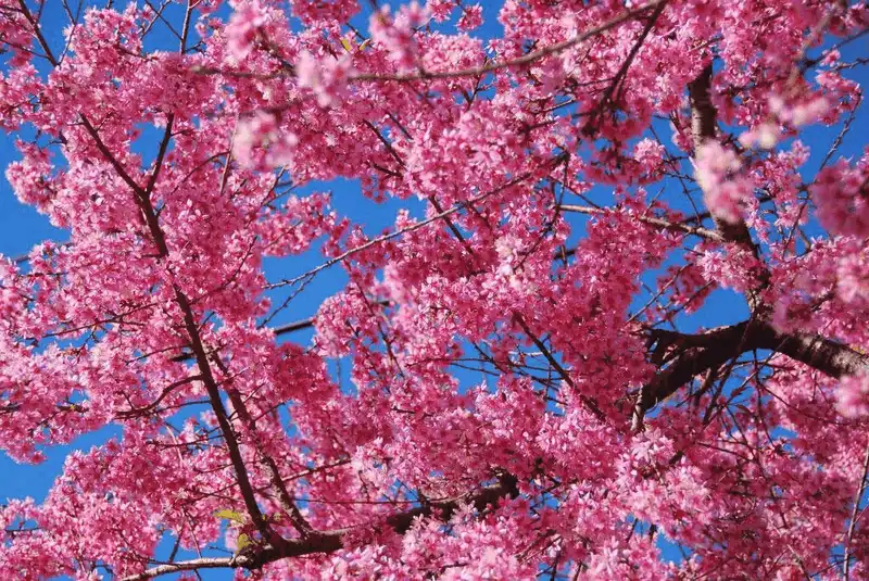 Mê đắm vẻ đẹp lãng mạn của hoa mai anh đào ở Đà Lạt 11 wanderlust tips dam ve dep lang man cua hoa mai anh dao o da lat 8