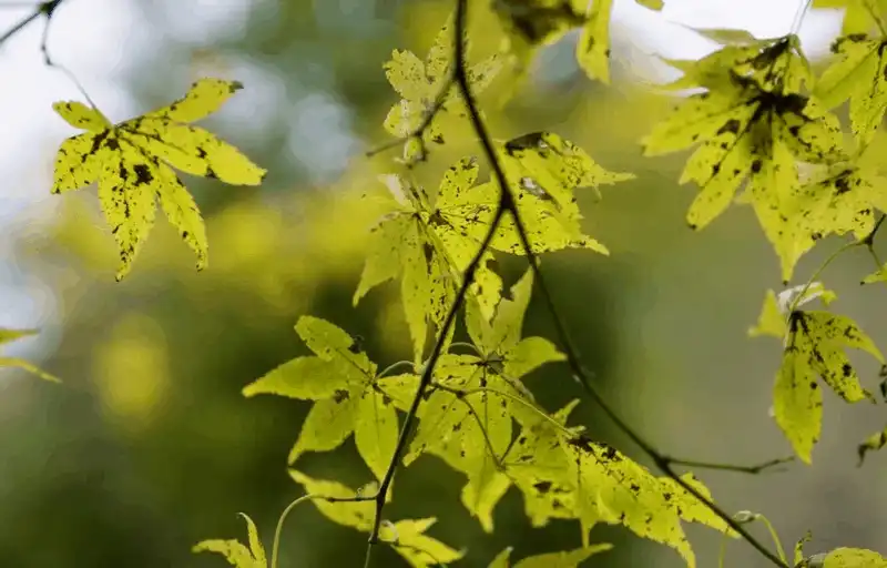 wanderlust tips den nhat ban dung quen thu mon la phong ran cuc doc dao 50