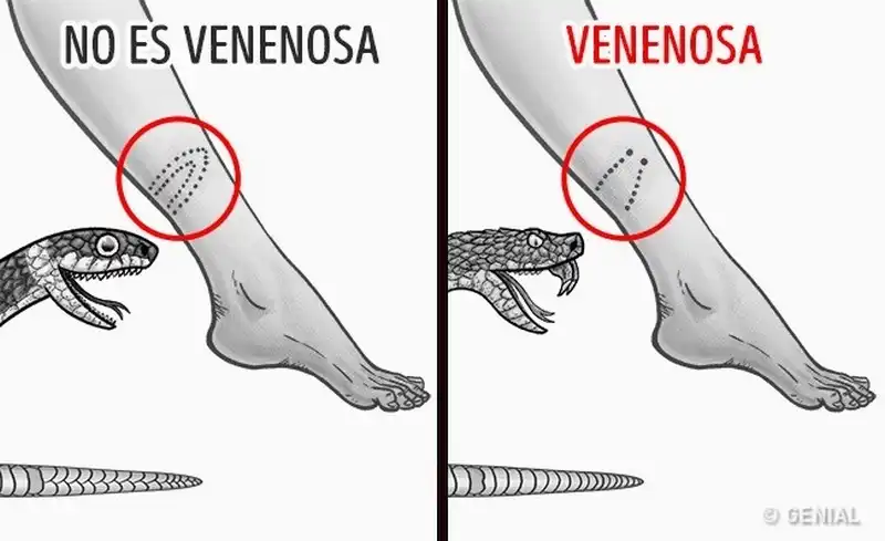 wanderlust tips ghi nho nhung meo nho nay ban se tang co hoi song sot khi bi lac trong rung 13