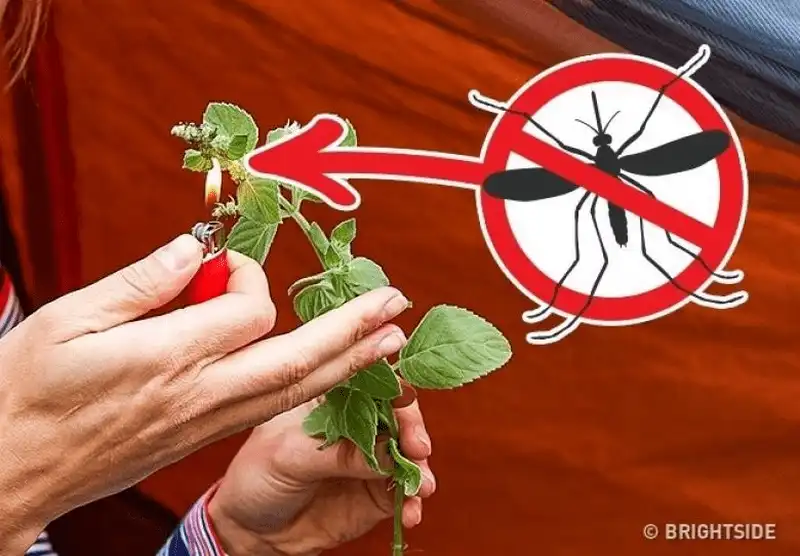 wanderlust tips ghi nho nhung meo nho nay ban se tang co hoi song sot khi bi lac trong rung 5