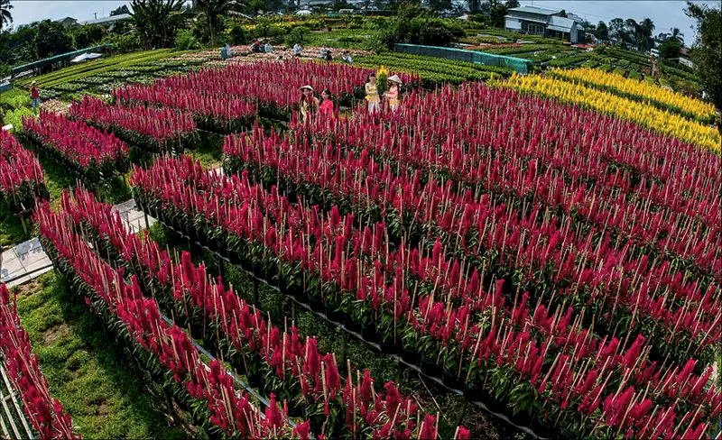 wanderlust tips lang hoa sa dec ron rang khoe sac dip tet den xuan ve 5