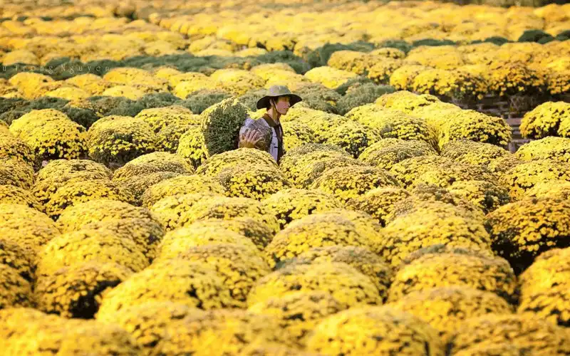 wanderlust tips lang hoa sa dec ron rang khoe sac dip tet den xuan ve 7