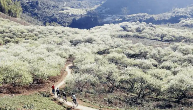wanderlust tips nguoc ve moc chau ngam hoa man dang bung no trang mot goc troi 1