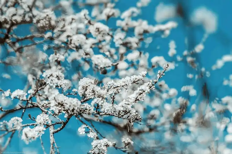 wanderlust tips nguoc ve moc chau ngam hoa man dang bung no trang mot goc troi 5