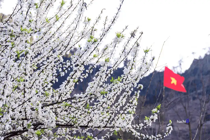 wanderlust tips nguoc ve moc chau ngam hoa man dang bung no trang mot goc troi 7