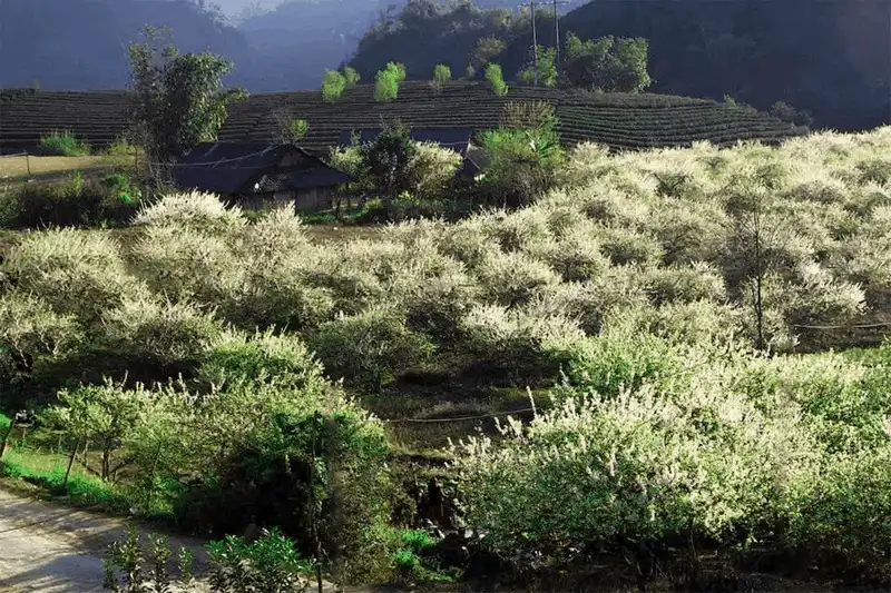 wanderlust tips nguoc ve moc chau ngam hoa man dang bung no trang mot goc troi 8