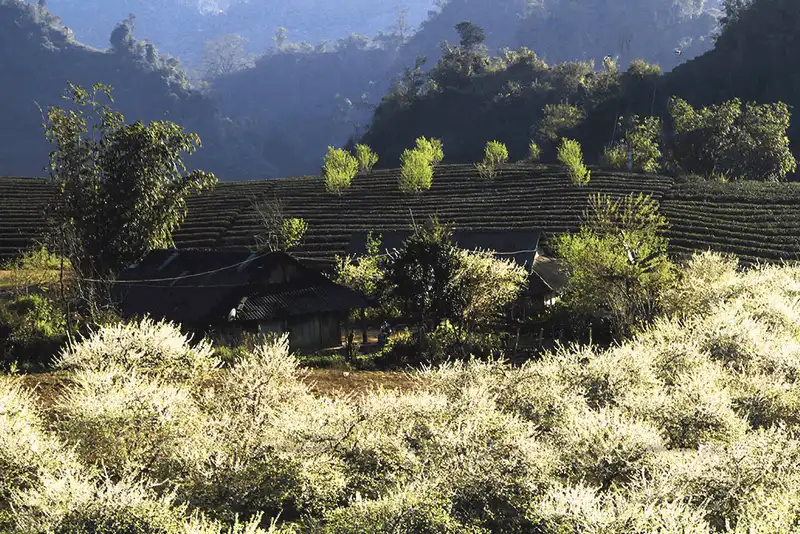 wanderlust tips nguoc ve moc chau ngam hoa man dang bung no trang mot goc troi 9