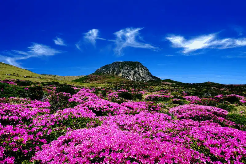 wanderlust tips seoul jeju la tuyen bay ban ron nhat gioi nam 2017 1