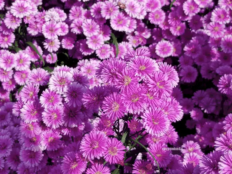 wanderlust tips ve dep lang man cua vuon hoa thach thao dang gay sot o ba ria vung tau 1