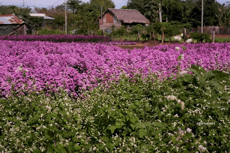 wanderlust tips ve dep lang man cua vuon hoa thach thao dang gay sot o ba ria vung tau 3