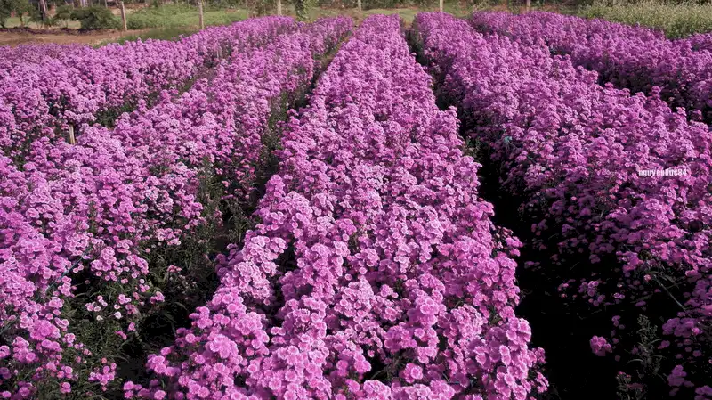 wanderlust tips ve dep lang man cua vuon hoa thach thao dang gay sot o ba ria vung tau 4