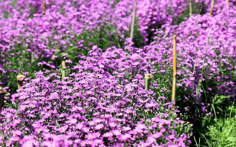 wanderlust tips ve dep lang man cua vuon hoa thach thao dang gay sot o ba ria vung tau 7