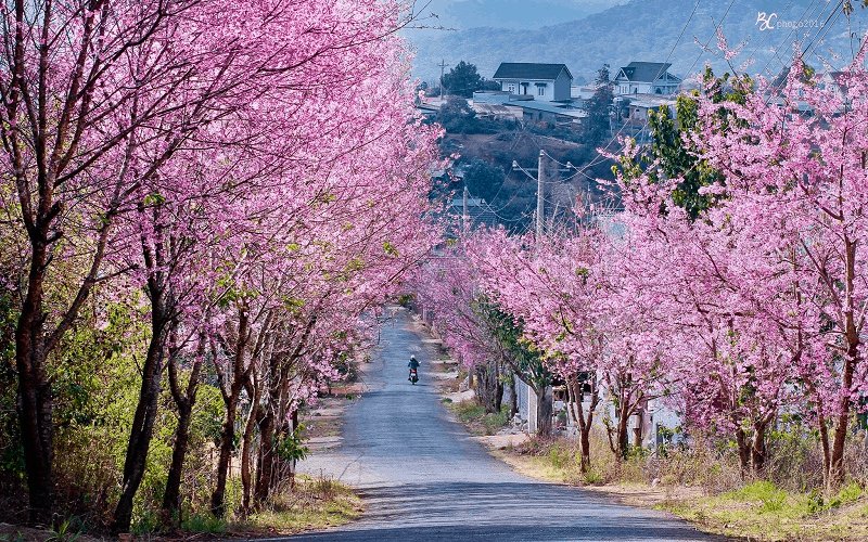 Mê đắm vẻ đẹp lãng mạn của hoa mai anh đào ở Đà Lạt