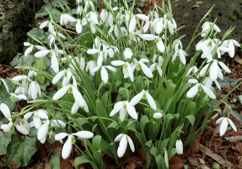 wanderlust tips 8 phong tuc don valentine thu vi o cac quoc gia tren gioi 5