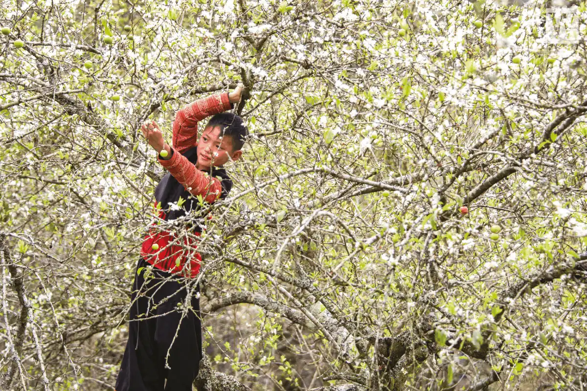 wanderlust tips moc chau giac mo tuyet trang1