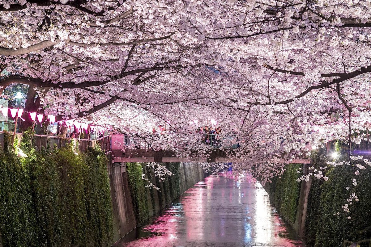 Bỏ túi kinh nghiệm ngắm hoa anh đào ở công viên Shinjuku Gyoen, Tokyo Bỏ túi kinh nghiệm ngắm hoa anh đào ở công viên Shinjuku Gyoen, Tokyo