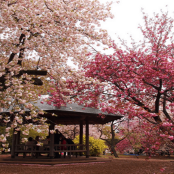 wanderlust tips bo tui kinh nghiem ngam hoa anh dao o cong vien Shinjuku Gyoen Tokyo 00