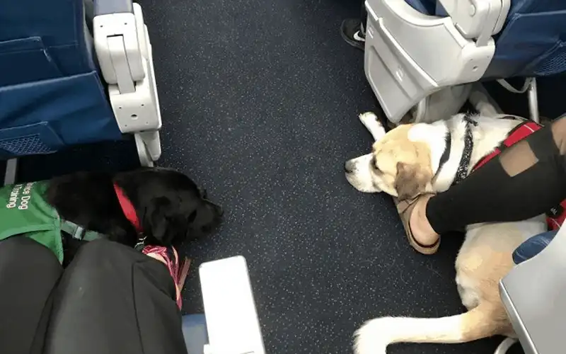 wanderlust tips cach giu an toan cho vat nuoi tren may bay 2