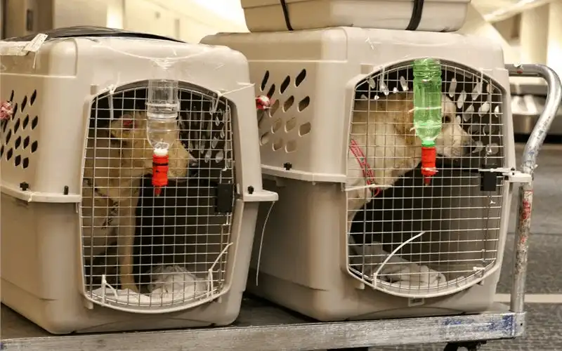 wanderlust tips cach giu an toan cho vat nuoi tren may bay 3