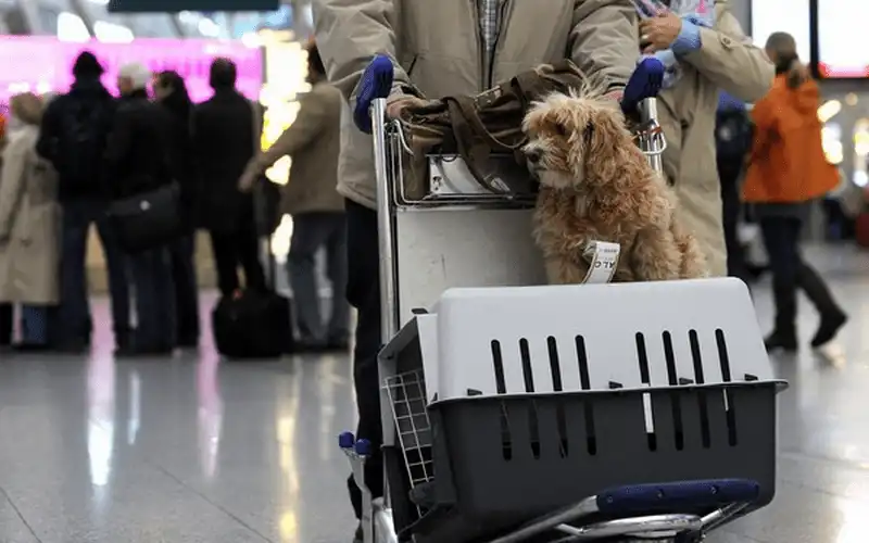 wanderlust tips cach giu an toan cho vat nuoi tren may bay 5