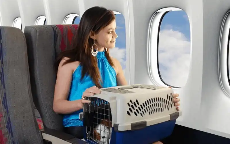 wanderlust tips cach giu an toan cho vat nuoi tren may bay 6