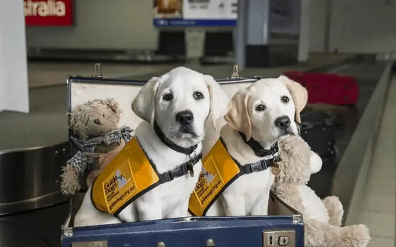 wanderlust tips cach giu an toan cho vat nuoi tren may bay 7