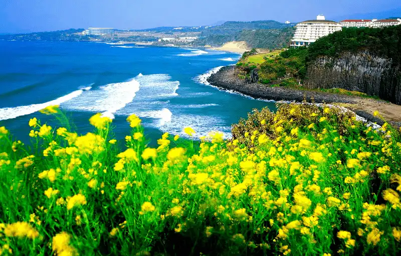 wanderlust tips jeju han quoc diem den ly tuong thang 4 cho du khach 1
