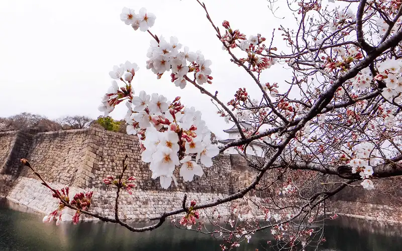 wanderlust tips nam nay nhat ban se don mua hoa anh dao toi som 0