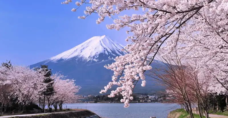 wanderlust tips nam nay nhat ban se don mua hoa anh dao toi som 1