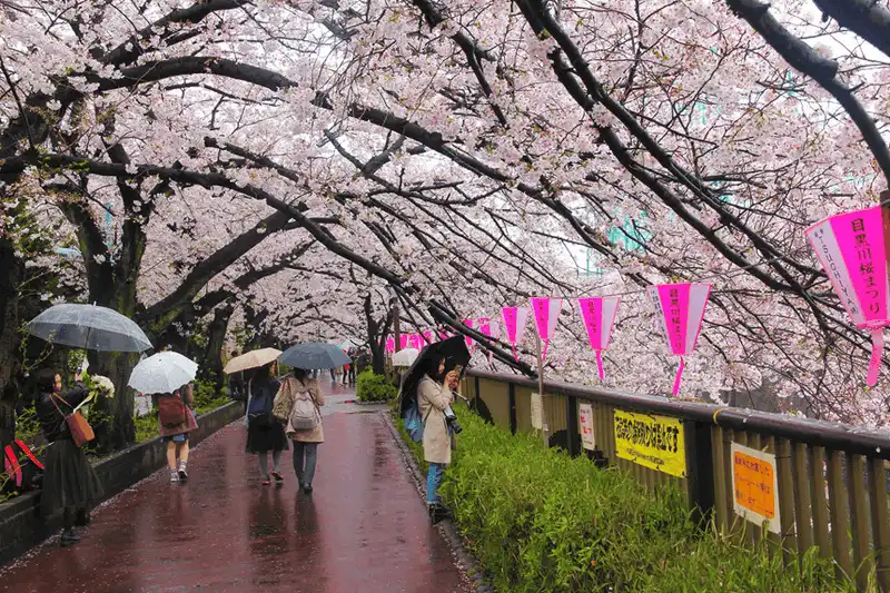 wanderlust tips nam nay nhat ban se don mua hoa anh dao toi som 2