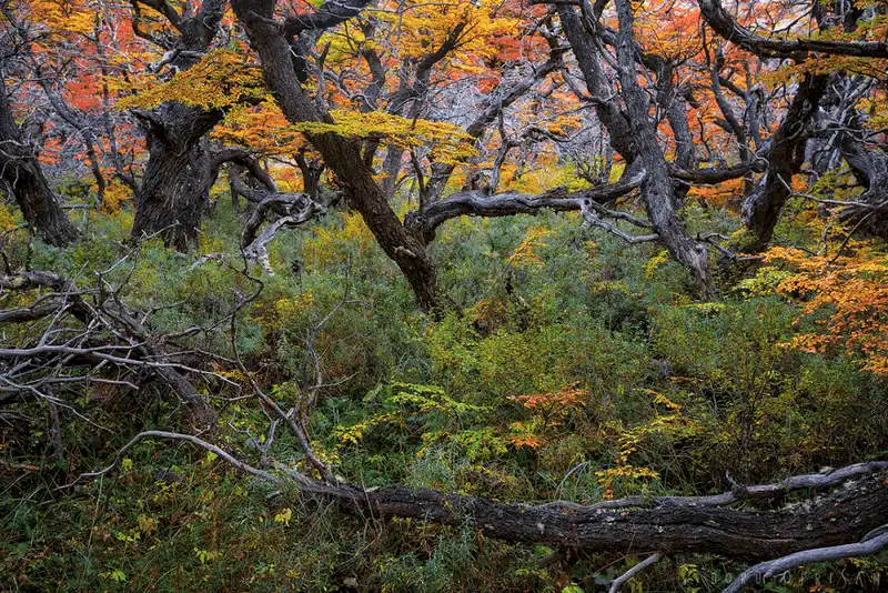 Ngắm nhìn 21 bức ảnh về Patagonia - nơi tận cùng trái đất 15 wanderlust tips ngam nhin 24 buc anh ve Patagonia thien duong du lich tan cung trai dat 11