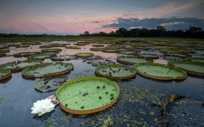 Lập kế hoạch chuyến đi tới Pantanal, Brazil 9 wanderlust tips nlap ke hoach chuyen di cua ban toi Patanal 2