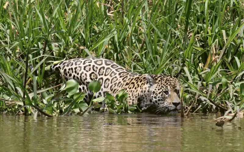 Lập kế hoạch chuyến đi tới Pantanal, Brazil 17 wanderlust tips nlap ke hoach chuyen di cua ban toi Patanal 8