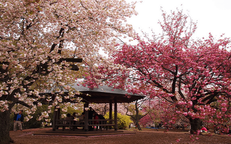wanderlust tips bo tui kinh nghiem ngam hoa anh dao o cong vien Shinjuku Gyoen Tokyo 00