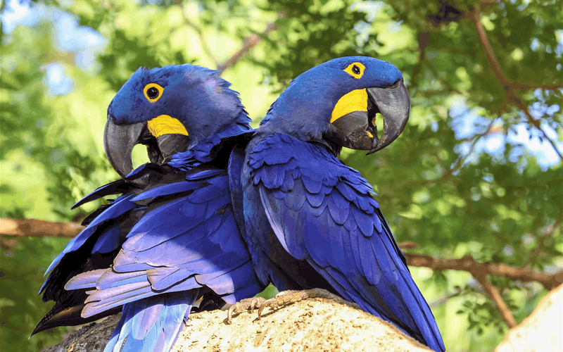 Lập kế hoạch chuyến đi tới Pantanal, Brazil 5 wanderlust tips nlap ke hoach chuyen di cua ban toi Patanal 7