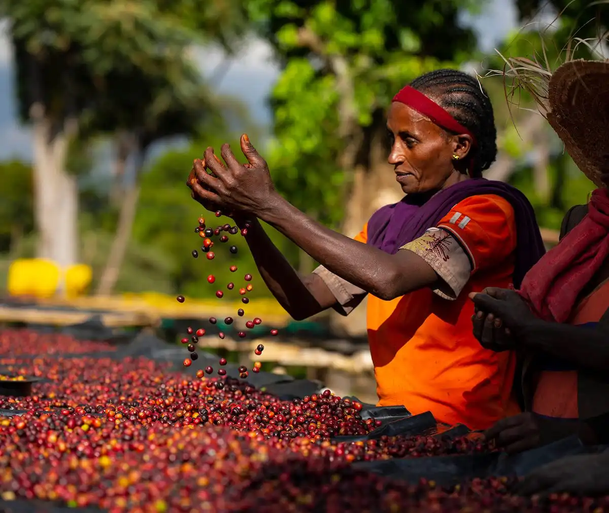 5 trải nghiệm hấp dẫn nhất ở Addis Ababa - thủ đô của Ethiopia 6 nham-nhi-cafe-tai-addis-ababa