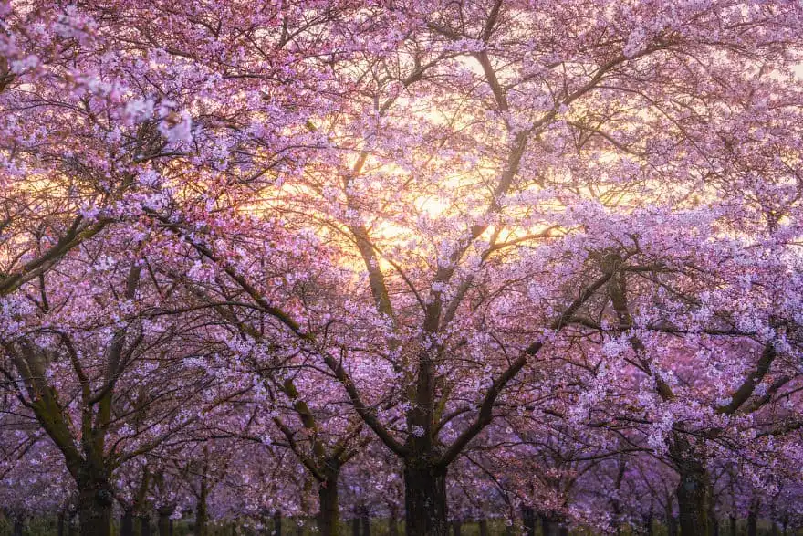 I Photographed the Cherry Blossoms In Amsterdam 5accc97c97c87 880 Copy