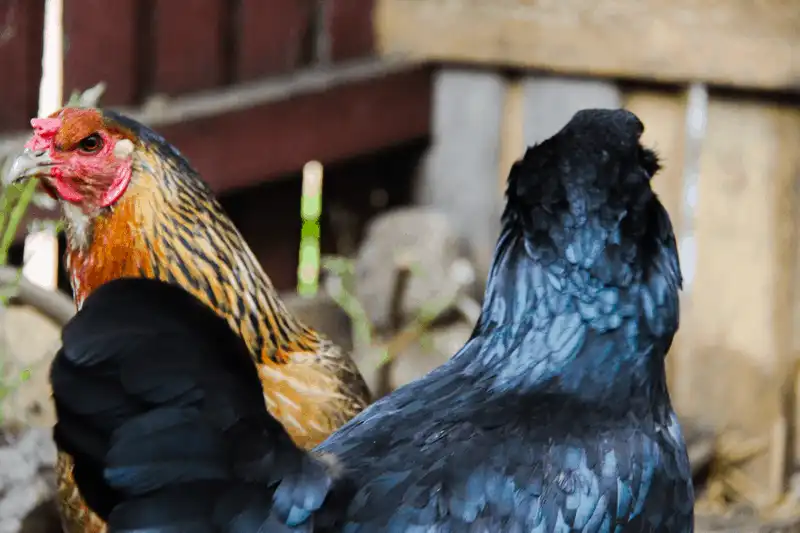 Wanderlust Tips 5 khu nghi duong noi tieng hoat dong theo mo hinh nong trai 6