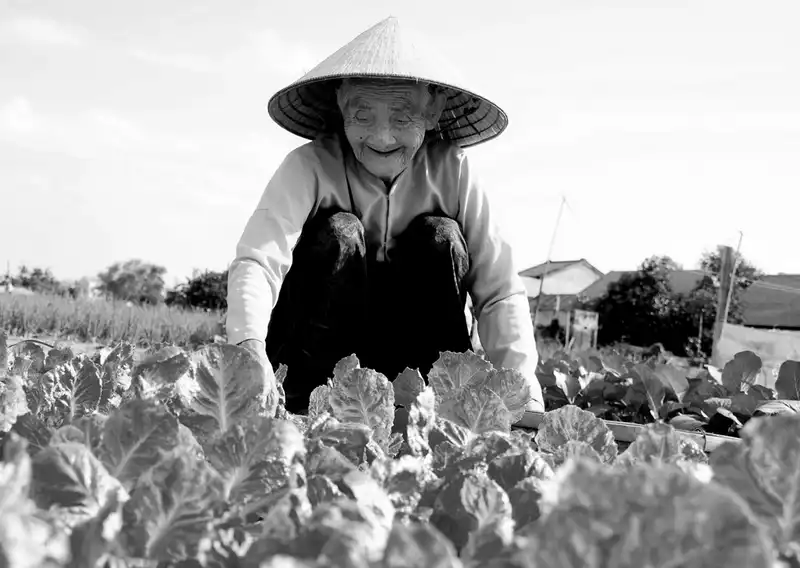 Cuộc sống "Ông bà anh" của cặp vợ chồng già trồng rau ở Hội An 9 Wanderlust Tips Cuoc song ong ba anh cua cap vo chong gia trong rau o Hoi An 15