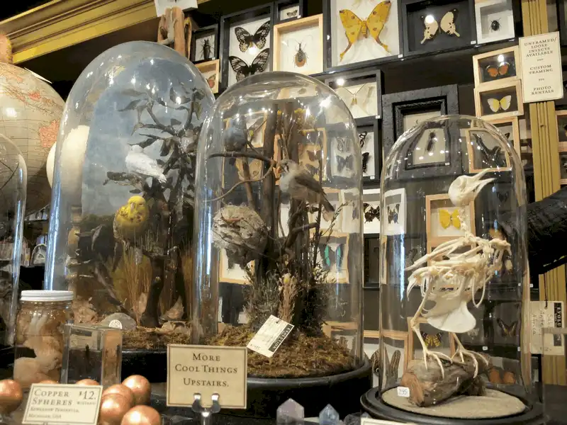 Wanderlust Tips Den mua sam o vien bao tang The Evolution Store6